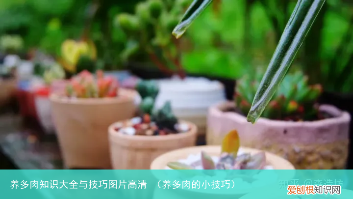 养多肉的小技巧 养多肉知识大全与技巧图片高清