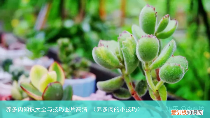 养多肉的小技巧 养多肉知识大全与技巧图片高清