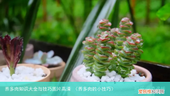 养多肉的小技巧 养多肉知识大全与技巧图片高清