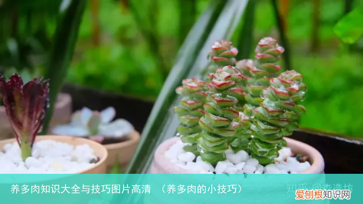 养多肉的小技巧 养多肉知识大全与技巧图片高清
