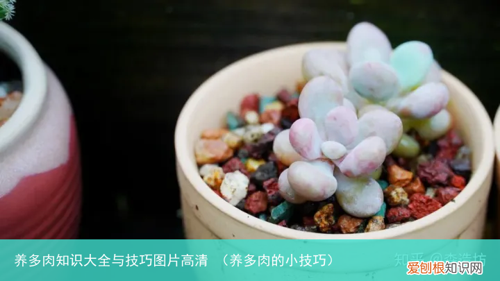 养多肉的小技巧 养多肉知识大全与技巧图片高清