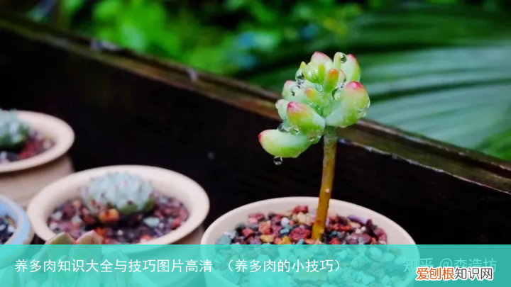 养多肉的小技巧 养多肉知识大全与技巧图片高清