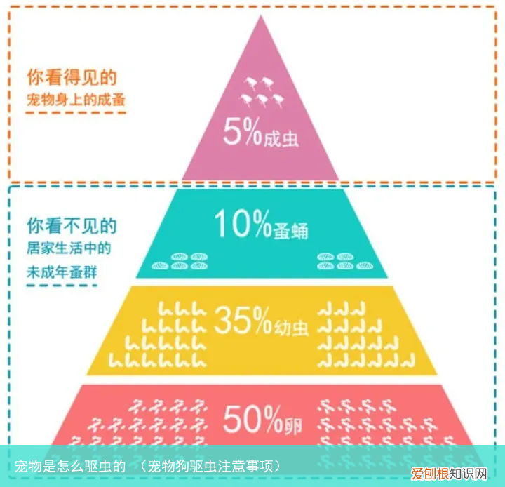 宠物狗驱虫注意事项 宠物是怎么驱虫的