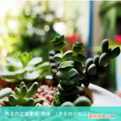 养多肉小知识 养多肉注意事项 新手