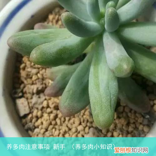 养多肉小知识 养多肉注意事项 新手