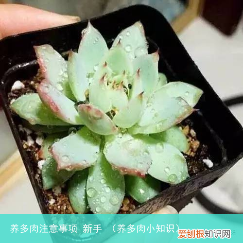 养多肉小知识 养多肉注意事项 新手