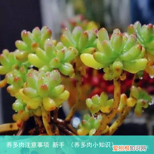 养多肉小知识 养多肉注意事项 新手