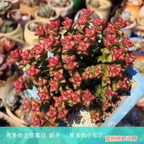 养多肉小知识 养多肉注意事项 新手