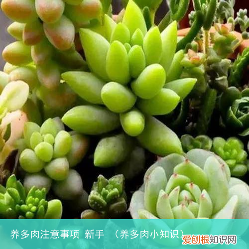 养多肉小知识 养多肉注意事项 新手