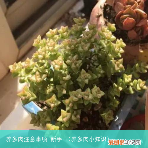 养多肉小知识 养多肉注意事项 新手