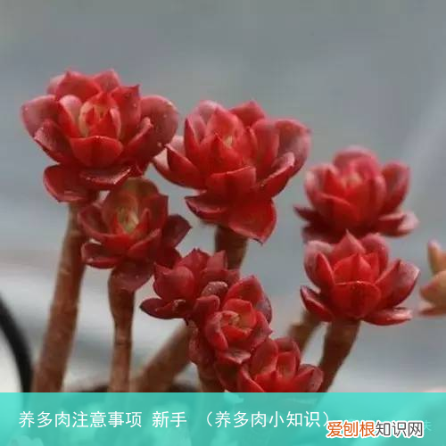 养多肉小知识 养多肉注意事项 新手
