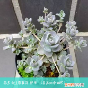 养多肉小知识 养多肉注意事项 新手