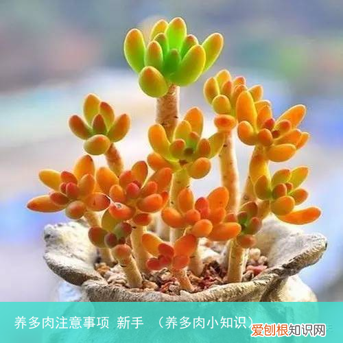养多肉小知识 养多肉注意事项 新手