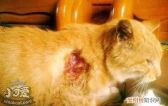猫伤口化脓吃什么药,猫伤口化脓吃什么药好,猫伤口化脓用什么药，猫伤口发炎吃什么消炎药