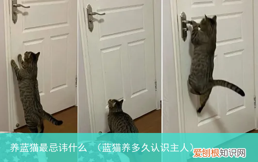 蓝猫养多久认识主人 养蓝猫最忌讳什么