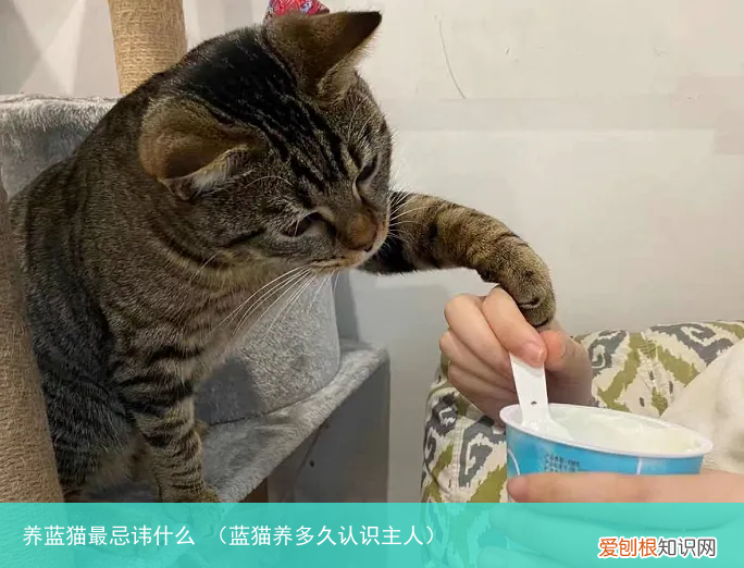 蓝猫养多久认识主人 养蓝猫最忌讳什么