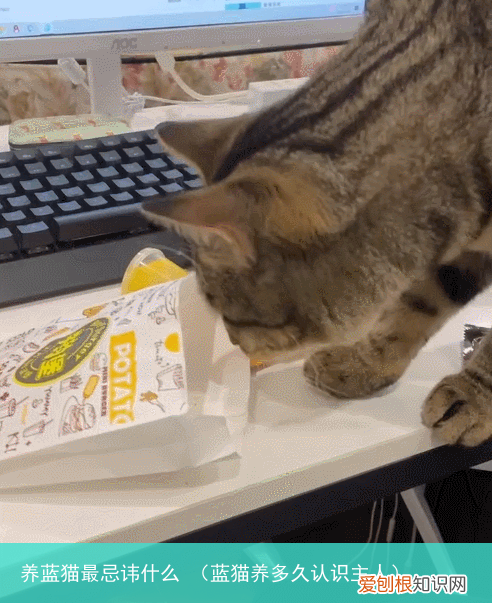 蓝猫养多久认识主人 养蓝猫最忌讳什么