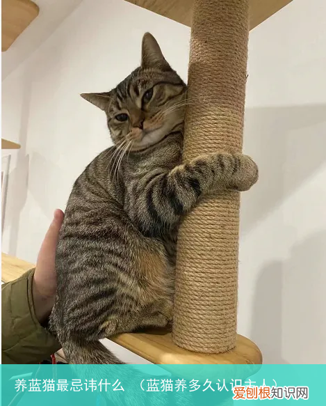 蓝猫养多久认识主人 养蓝猫最忌讳什么