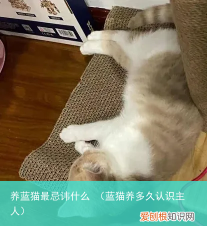 蓝猫养多久认识主人 养蓝猫最忌讳什么