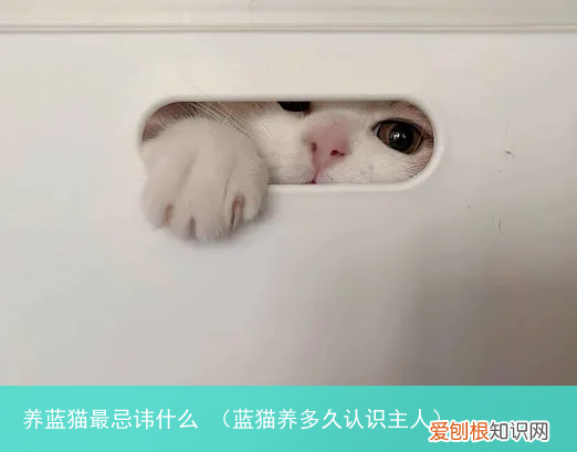 蓝猫养多久认识主人 养蓝猫最忌讳什么