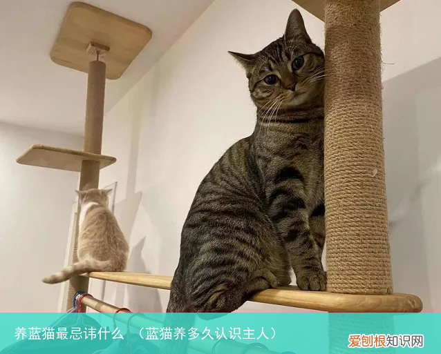 蓝猫养多久认识主人 养蓝猫最忌讳什么