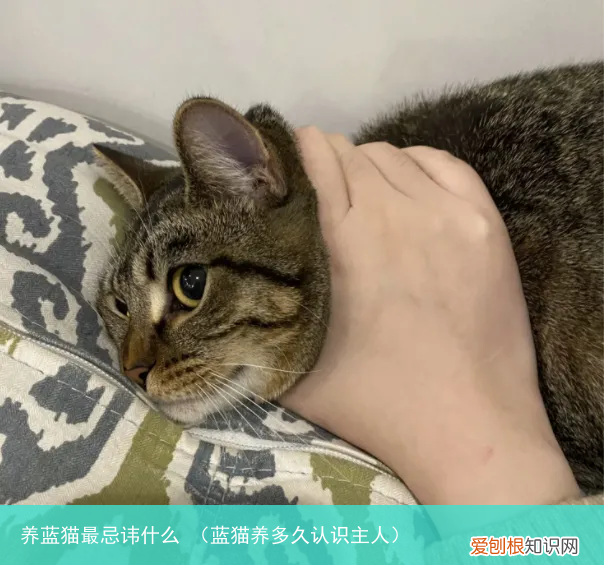 蓝猫养多久认识主人 养蓝猫最忌讳什么