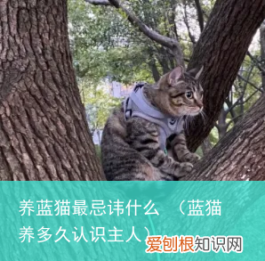 蓝猫养多久认识主人 养蓝猫最忌讳什么
