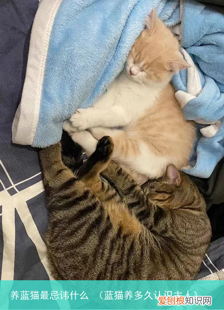 蓝猫养多久认识主人 养蓝猫最忌讳什么