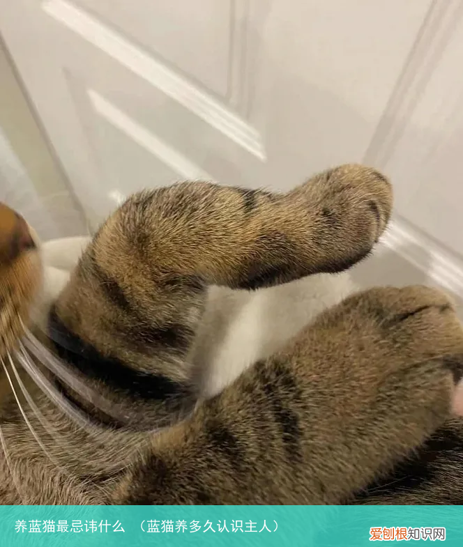 蓝猫养多久认识主人 养蓝猫最忌讳什么