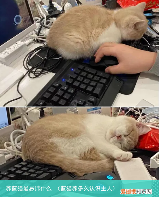 蓝猫养多久认识主人 养蓝猫最忌讳什么