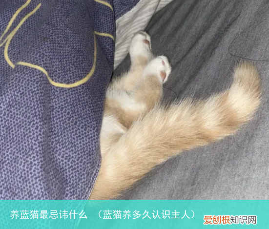 蓝猫养多久认识主人 养蓝猫最忌讳什么
