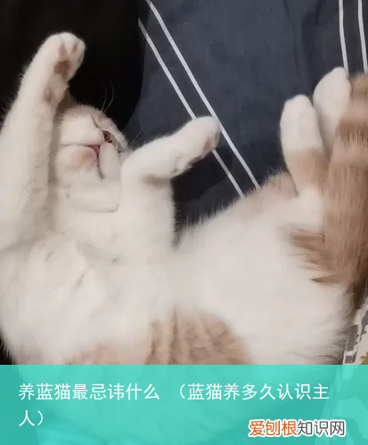 蓝猫养多久认识主人 养蓝猫最忌讳什么
