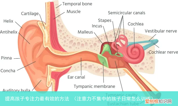 注意力不集中的孩子日常怎么训练 提高孩子专注力最有效的方法