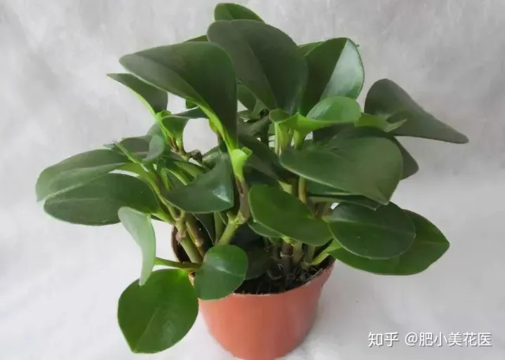 养花过程及感受作文500字 花养的不错人生感悟