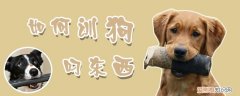 如何训狗叼东西，怎么训狗叼东西给自己
