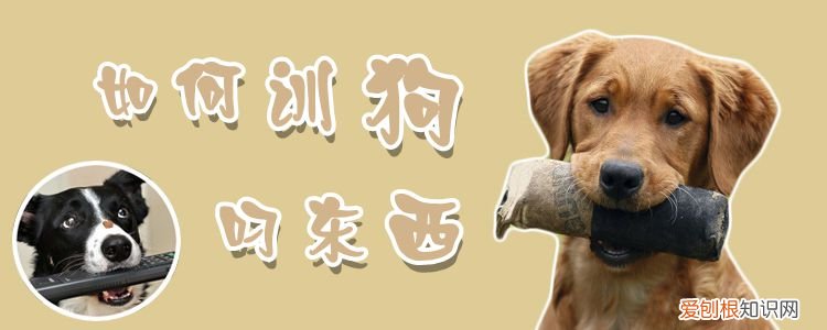如何训狗叼东西，怎么训狗叼东西给自己