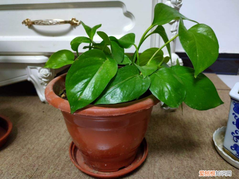 新手适合养的花 新手最好养的花