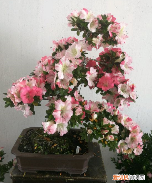 养花的几大要素 养花的关键