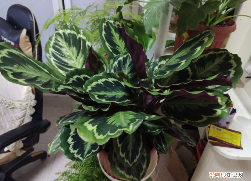 养花的几大要素 养花的关键