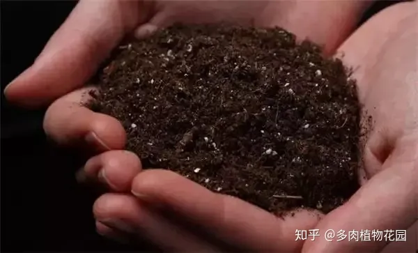 养花讲究什么 养花有哪些技巧