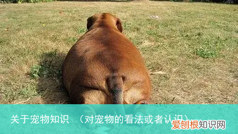 对宠物的看法或者认识 关于宠物知识