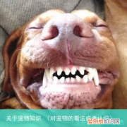 对宠物的看法或者认识 关于宠物知识