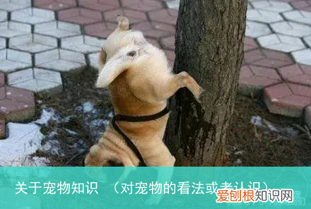 对宠物的看法或者认识 关于宠物知识