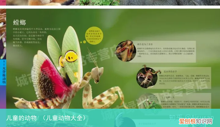 儿童动物大全 儿童的动物