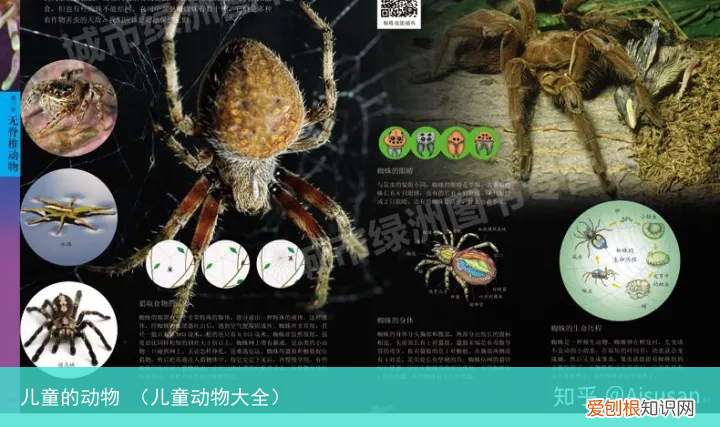 儿童动物大全 儿童的动物