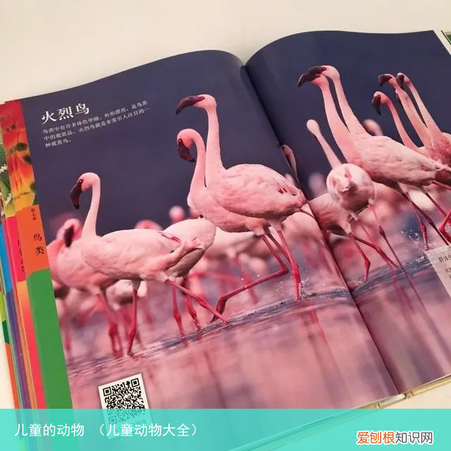 儿童动物大全 儿童的动物