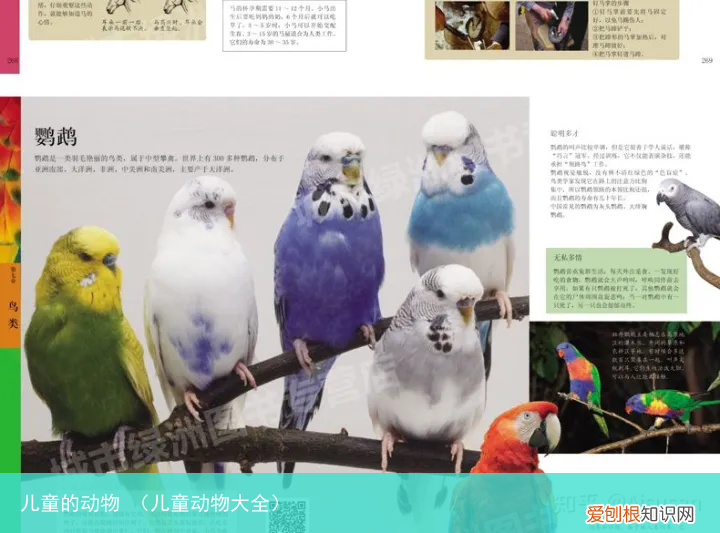 儿童动物大全 儿童的动物