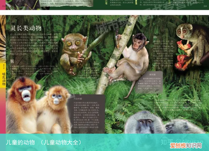 儿童动物大全 儿童的动物