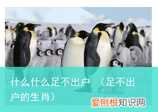 足不出户的生肖 什么什么足不出户