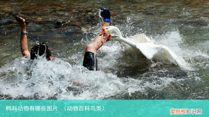 动物百科鸟类 鸭科动物有哪些图片